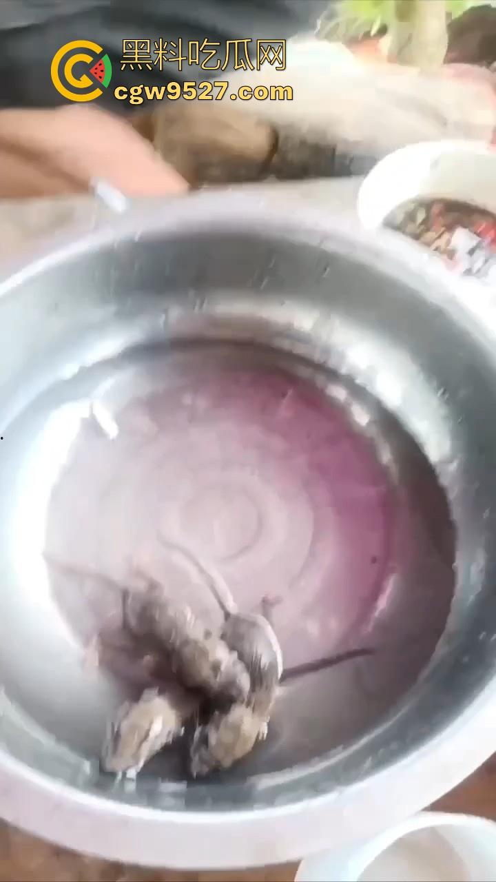 不是哥们这都能生吃呀!真不怕得病?真的极其重口,生吞小老鼠,也不怕得病 !-6