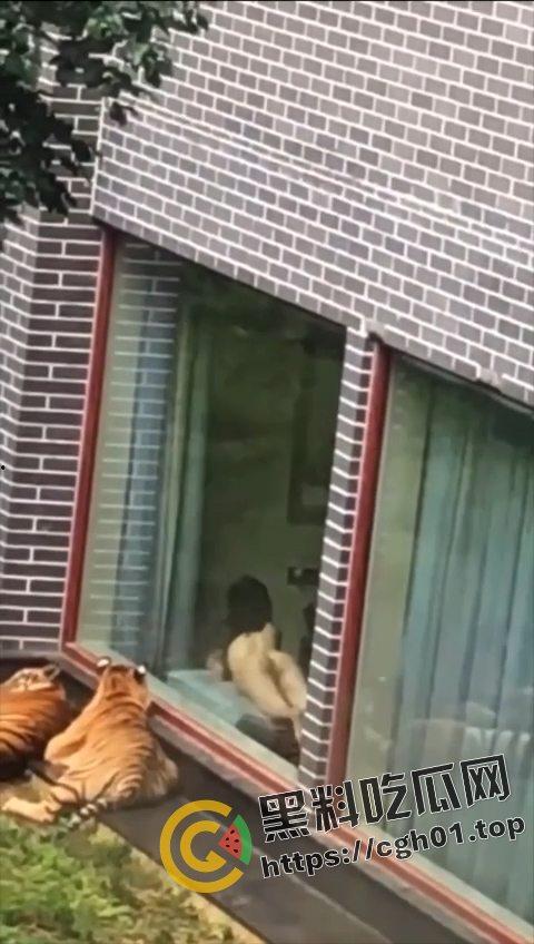 江苏南通动物园酒店！老虎遇上骚逼都懵逼 这是谁的臭母狗赶紧领走
