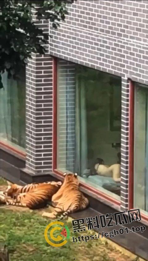 江苏南通动物园酒店!老虎遇上骚逼都懵逼 这是谁的臭母狗赶紧领走-4