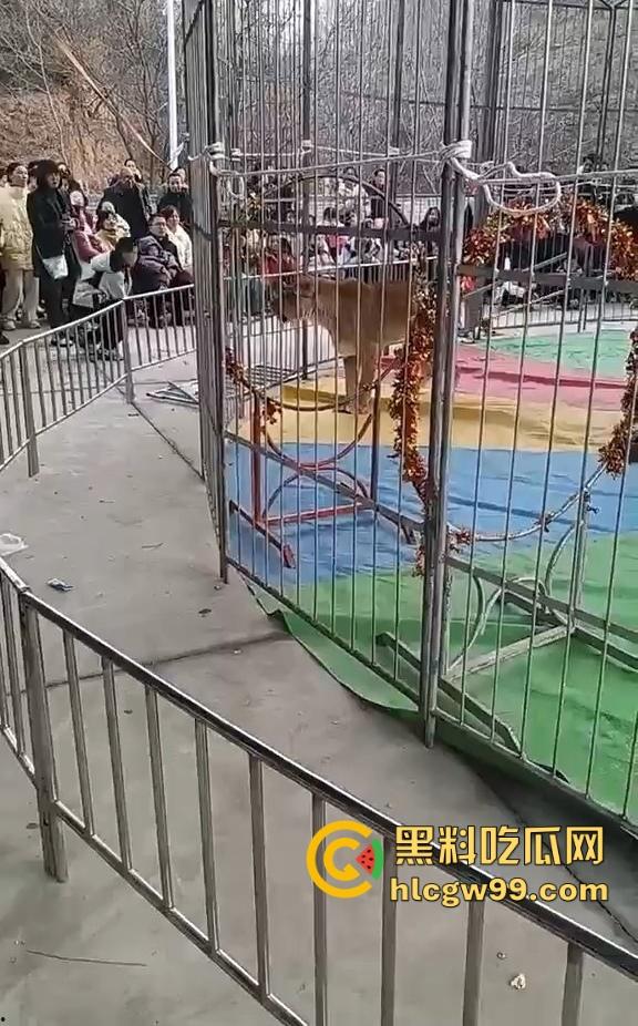 山西运城大年初三狮子突然发疯当街撕咬活人 驯兽师狂揍都没用 死咬不松口！