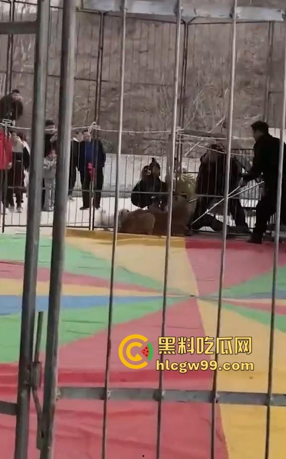 山西运城大年初三狮子突然发疯当街撕咬活人 驯兽师狂揍都没用 死咬不松口!-10
