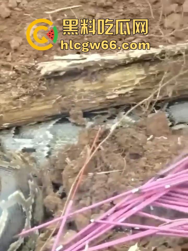 广西迁坟扫墓 棺材内惊现大蟒蛇 尸体被吃光 场面毛骨悚然 果然恐怖电影都源于现实啊!-2