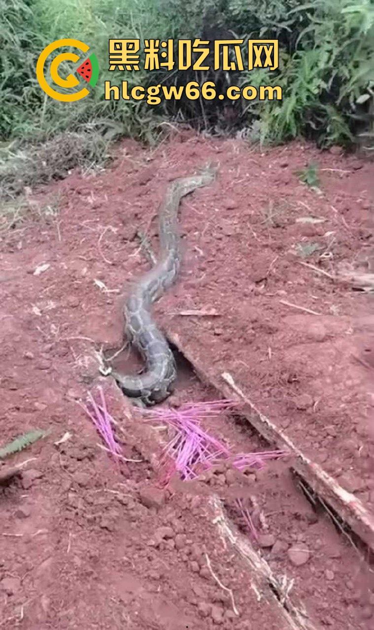 广西迁坟扫墓 棺材内惊现大蟒蛇 尸体被吃光 场面毛骨悚然 果然恐怖电影都源于现实啊!-5