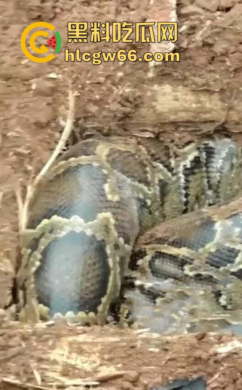 广西迁坟扫墓 棺材内惊现大蟒蛇 尸体被吃光 场面毛骨悚然 果然恐怖电影都源于现实啊!-8