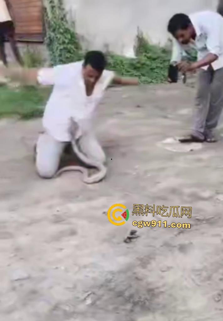 印度蛇王装逼被反杀，毒眼镜蛇一口咬死抓蛇神人，没想到血清忘带了，直接当场丧命，下辈子别再装逼了！