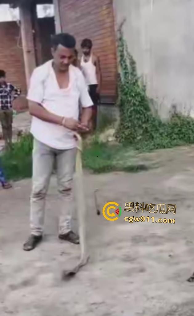 印度蛇王装逼被反杀,毒眼镜蛇一口咬死抓蛇神人,没想到血清忘带了,直接当场丧命,下辈子别再装逼了!-3