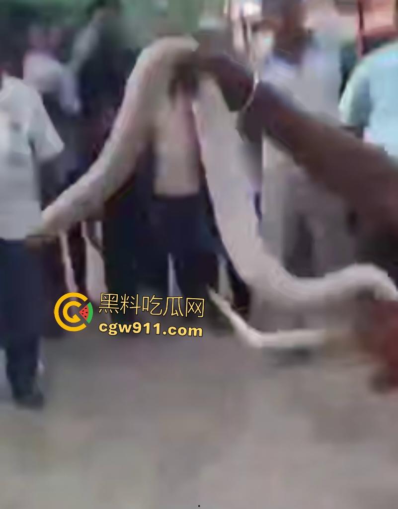 印度蛇王装逼被反杀,毒眼镜蛇一口咬死抓蛇神人,没想到血清忘带了,直接当场丧命,下辈子别再装逼了!-5