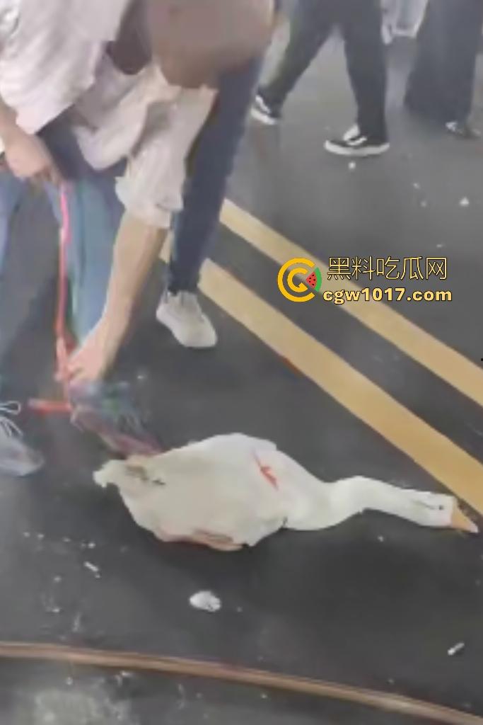 云南保山夜市法斗VS大鹅,狗子连咬两大鹅被主人扇巴掌,大鹅吓傻在原地趴窝,我宣布这法斗是动物界MMA传奇!-7