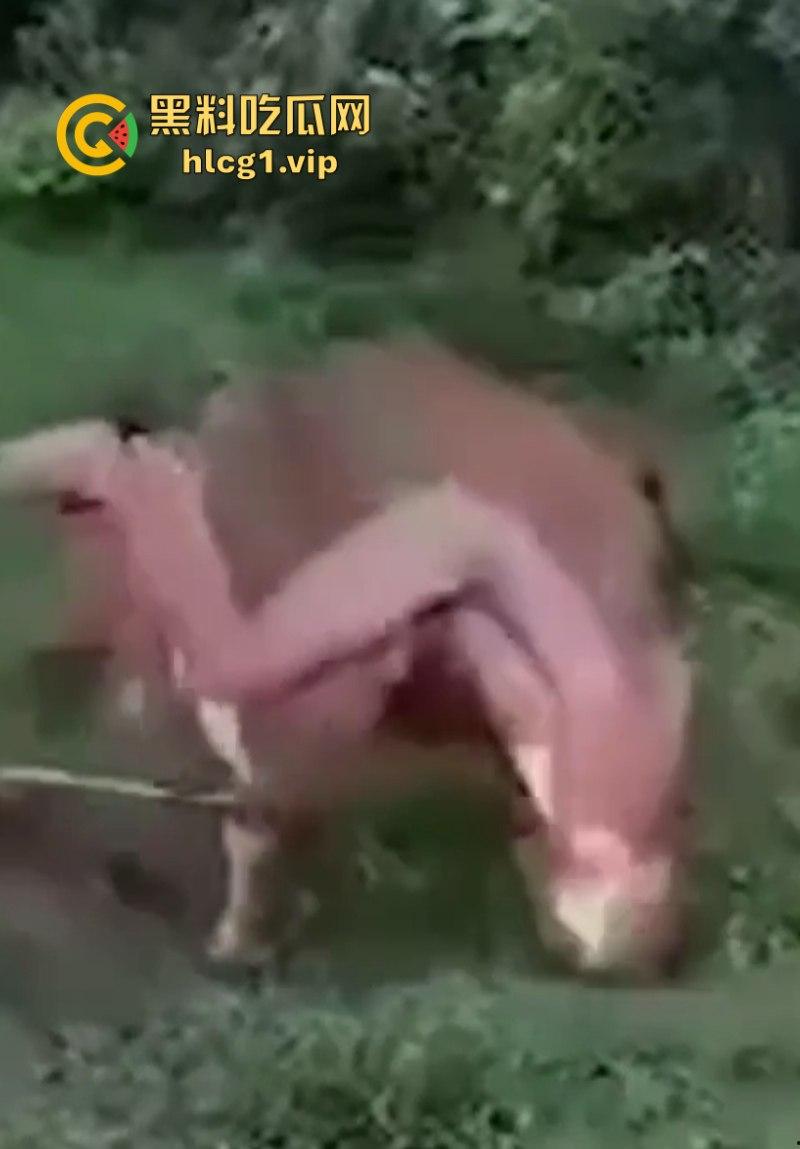 泰国一名26岁俄罗斯男子试图强奸牛妈妈 反被牛妈妈反杀!-5