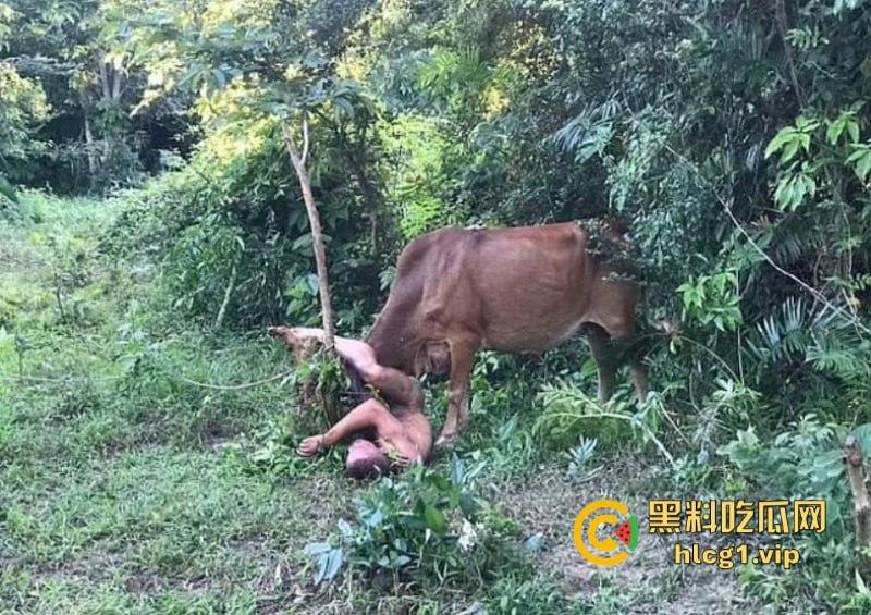泰国一名26岁俄罗斯男子试图强奸牛妈妈 反被牛妈妈反杀!-7