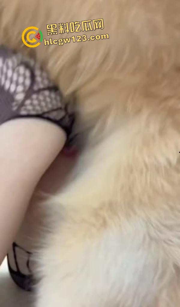 华中科技大学博士【秦妮】连体黑丝被金毛后入肥B叫声,男友在一旁被狗“绿”得真过瘾!-2