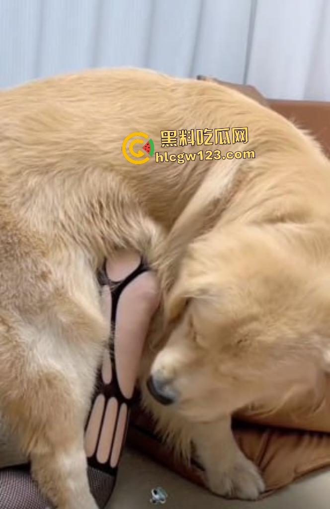 华中科技大学博士【秦妮】连体黑丝被金毛后入肥B叫声,男友在一旁被狗“绿”得真过瘾!-6