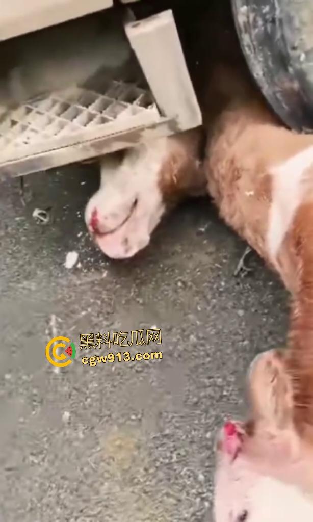 黑龙江货车狂飙撞扁16头活牛,尸体拉长成肉泥,丢草丛无人收,这下司机要赔得血本无归!-5