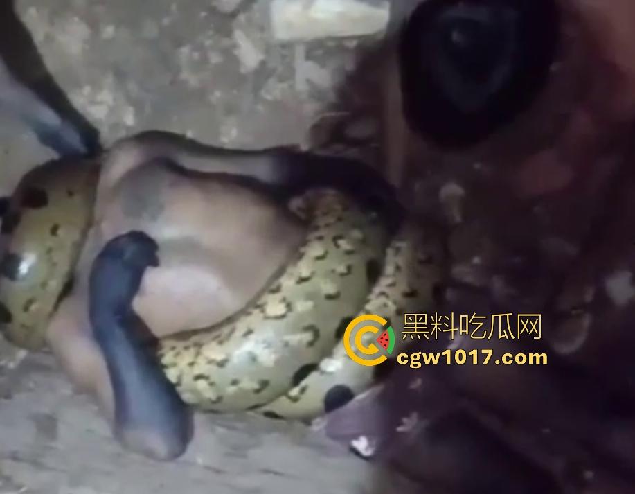 印度醉汉被巨蟒缠绕绞杀，骨骼咔咔断裂脸黑如炭，俩亲兄弟把蟒蛇抬走说喝点恒河水能活，这都黑了还能救？-1