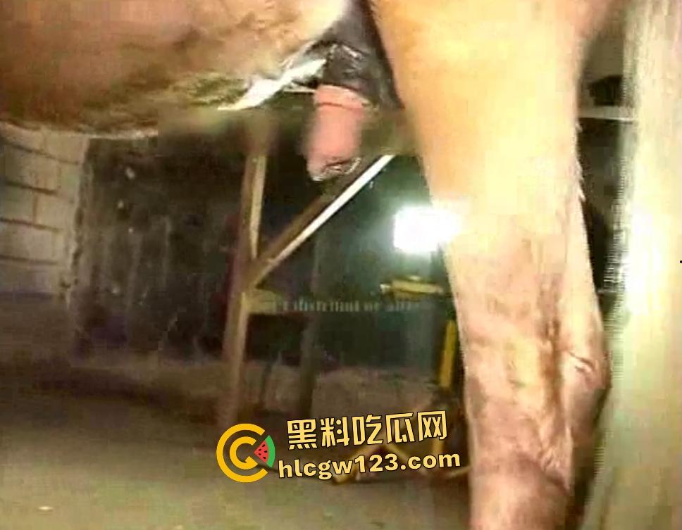 荡妇逼上环和马匹性交,黑马大鸡巴后入,拔出来精液多的能装一杯水,这能生出人马?-5